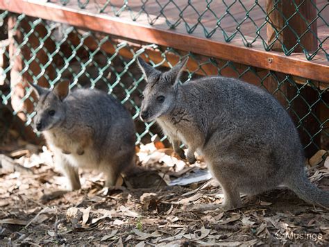 Western Australia – Day 9 – Bunbury Animal Park – Musings