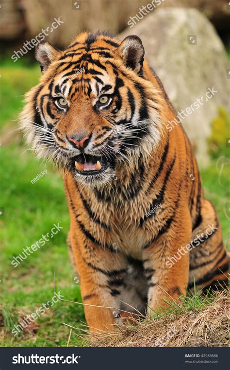 Angry Bengal Tiger Growling Threatning Showing Stock Photo 42983686 ...