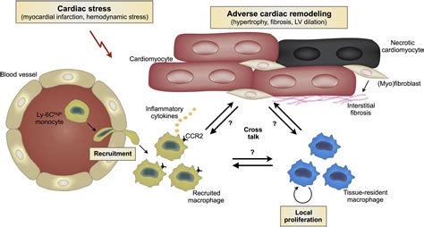 Monocyte And Macrophage Contributions To Cardiac Remodeling Journal