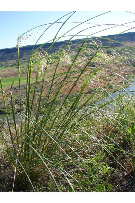 Indian Ricegrass | Wildland Seed Co.