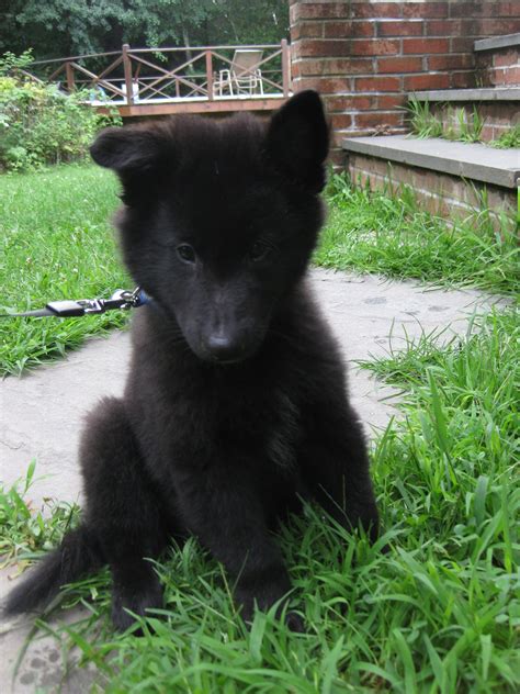 Belgian Shepherd Pup | Belgian shepherd puppies, Belgian shepherd ...