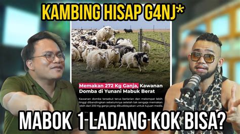 DI LUAR NALAR KAMBING HISAP G4NJ MABOK 1 LADANG KOK BISA YouTube