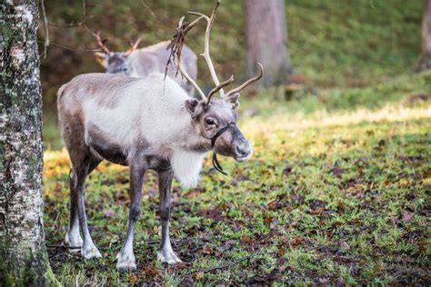 Meet The Reindeer Kielder Winter Wonderland