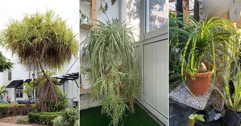 How To Grow Spider Plant As A Tree Balcony Garden Web