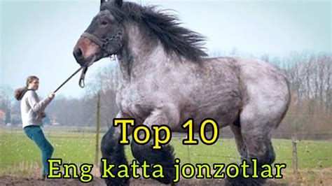 DUNYODAGI ENG KATTA JONZOTLAR TOP 10 TALIGI YouTube