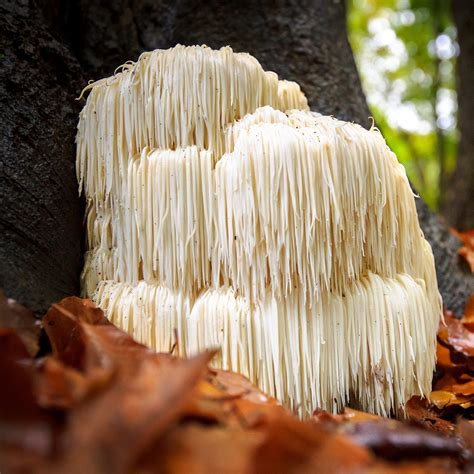 Experts Are Debating If Real Mushroom Lion's Mane Actually Works - RYZE Superfoods