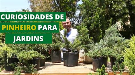 CURIOSIDADES DE PINHEIROS PARA JARDINS QUE VOCÊ PRECISA SABER MURILO