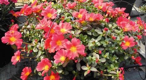 Portulaca Portogrande®