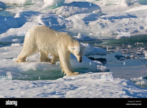 One Polar Bear Stretching To Get Across The Pack Ice To Get To Our Ship