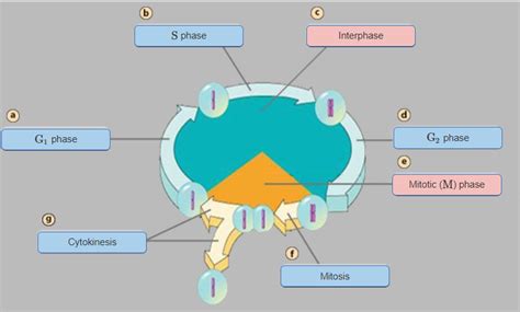 Eukaryotic Cell Cycle Diagram | Quizlet