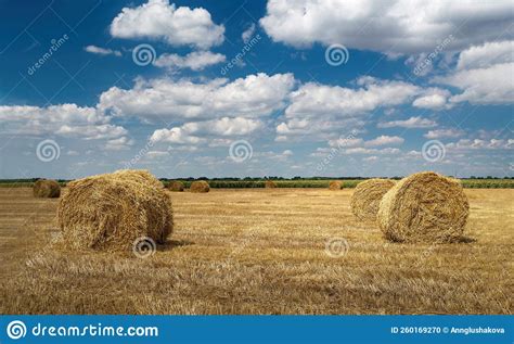 Campo Fardos De Palha No Dia Ensolarado Foto De Stock Imagem De