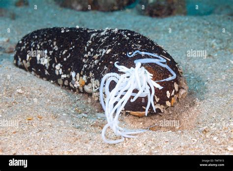 Sea Cucumber Defense Mechanism