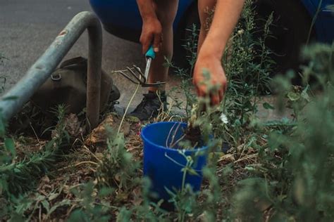 Natural Cultivation Sustainable Farming For A Greener Future