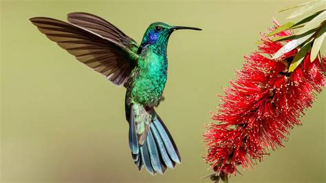 Colibrí característas habitat significado sueños y curiosidades