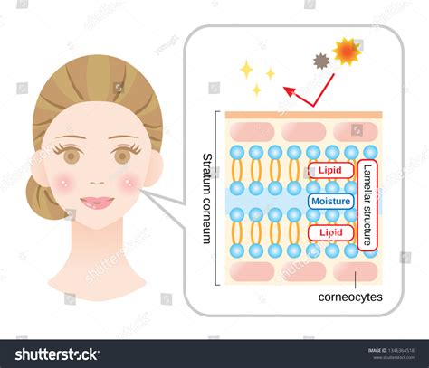 Structure Stratum Corneum Lamellar Structure Which Stock Vector