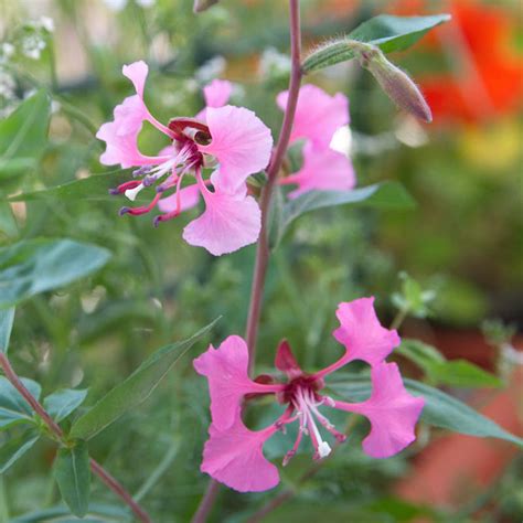 Clarkia Elegans