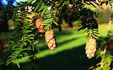 The Battle for Survival: Eastern Hemlock, Tsuga Canadensis | Curb Wise