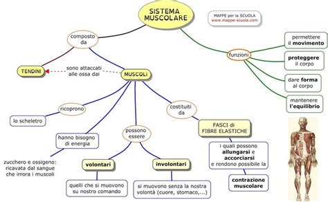 Sistema Muscolare Muscoli Lezioni Di Scienze