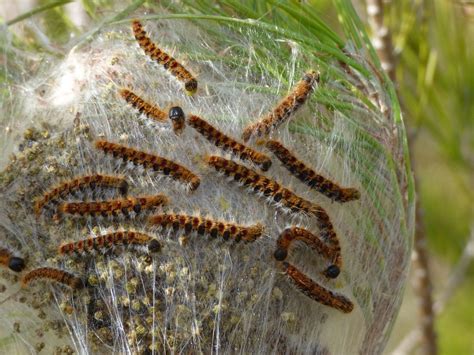 Beware Of The Early Arrival Of The Pine Processionary Caterpillar