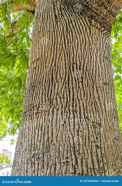 Huge Beautiful Kapok Tree Ceiba Tree With Spikes In Mexico Stock Photo