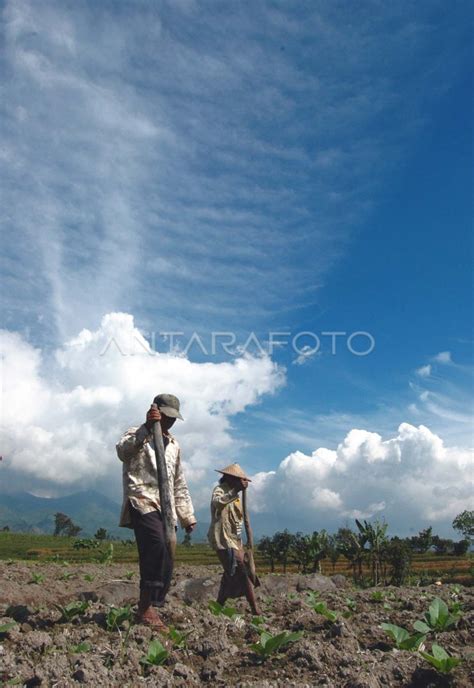 Tembakau Antara Foto