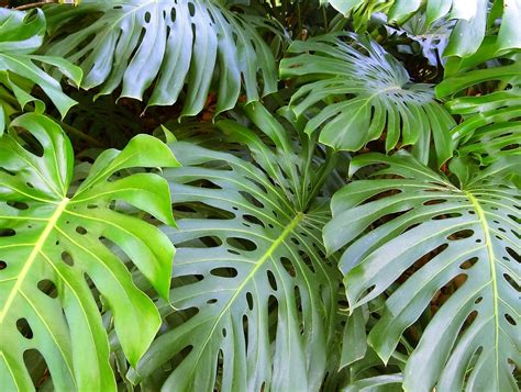 Monstera Deliciosa A Popular Costela De Ad O