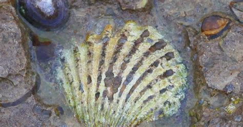 Fossile De Bivalves Sainte Honorine Les Perthes G Odiversit Net