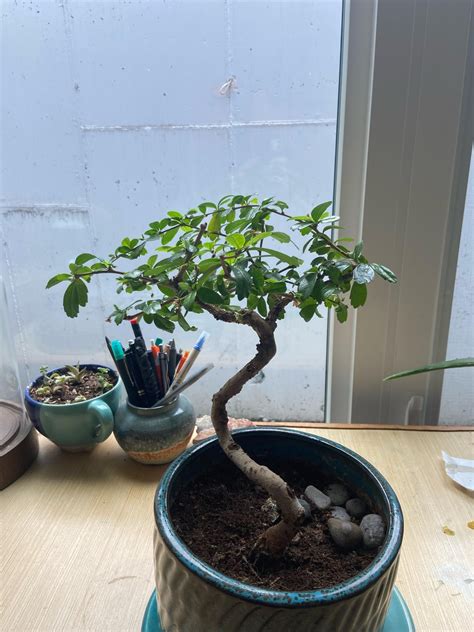 My Fukien Tea Bonsai Tree Has Something Growing On Its Rootsin The