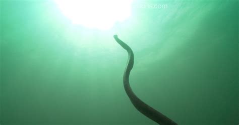 is it normal snake breathing fast for beginners 3