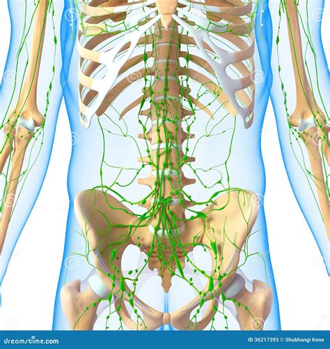 Male Lymphatic System With Skeleton Stock Photos Image 36217393