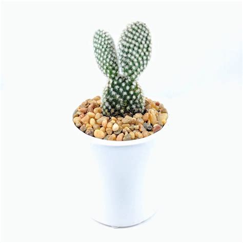 Also Known As The Polka Dot Cactus It May Be Cute But Its Far From