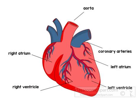 Anatomy : anatomy-heart-labeled-clipart : Classroom Clipart