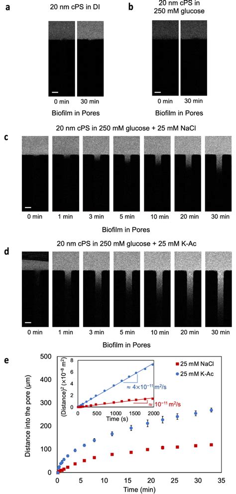 Sequential Images Of Migration Of 20 Nm Cps Particles Into