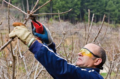 Trimming Cherry Trees - When And How To Prune A Cherry Tree | Gardening Know How