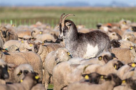 Frankreich Somme Baie De Somme Le Bild Kaufen Lookphotos