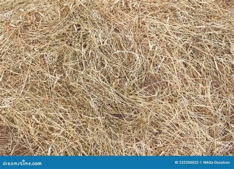 Hay Bale Texture Dry Textured Straw Background Golden Haystack In The