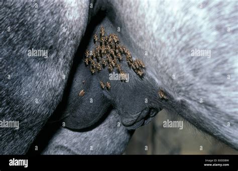 Hippobosca Equina Fotograf As E Im Genes De Alta Resoluci N Alamy