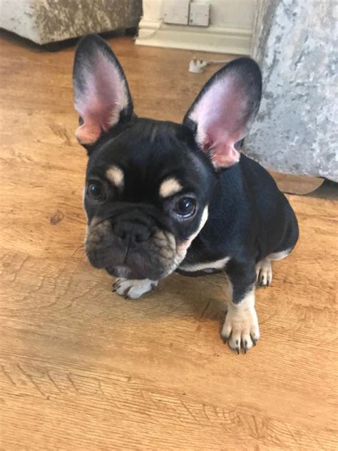 Great French Bulldog Black And Tan The Ultimate Guide Bulldogs