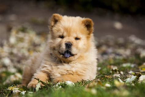 Chow Chow Stock Photo Image Of Spitz Pedigree Grooming 22226188