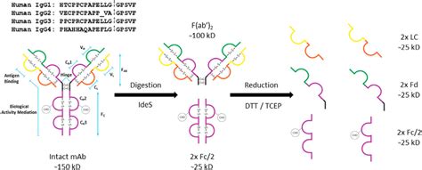 Schematic Representation Of The Proteolytic Digestion Of An Igg With