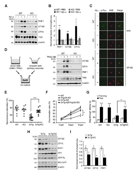 Fcgr B Deficiency Prevents Tau Hyperphosphorylation And Memory Deficits