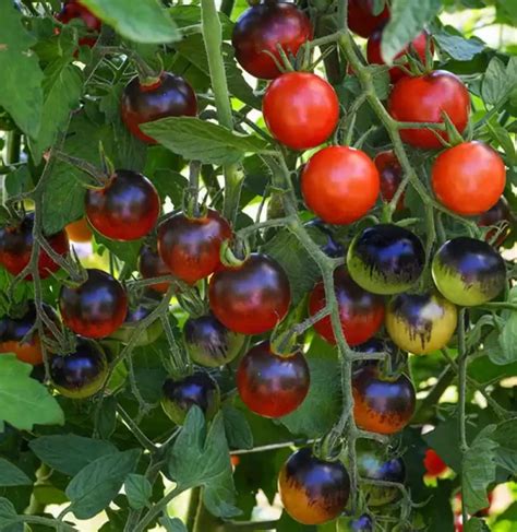 Buy Alvarado Community Farm Blueberry Cherry Tomato Seeds @ $2.95