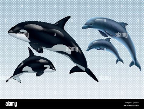 Couples Dolphin And Killer Whale Realistic Transparent Icon Set Parent