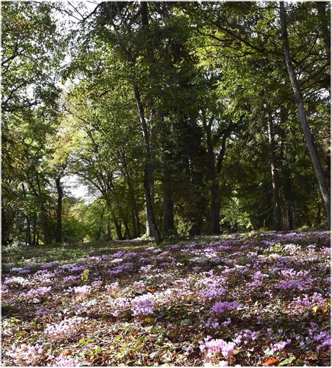 Profitez Des Derni Res Visites L Arboretum Des Barres Nogent Sur