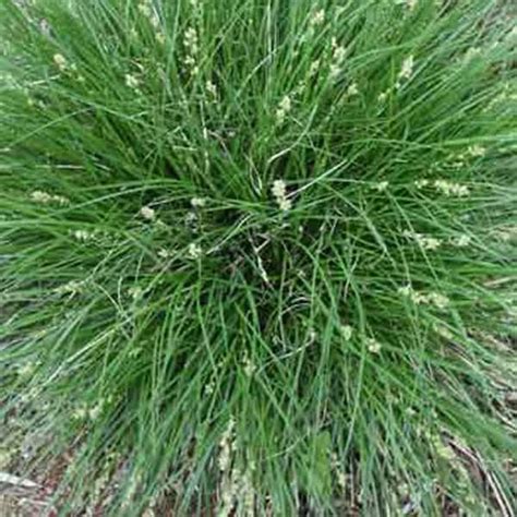 4 In Potted Bogmarginal Pond Plant Berkely Sedge Carex Bp