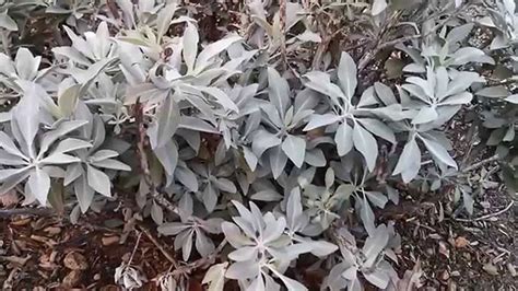 White Sage Plant: Growing Guide, Smudging, and Seeds