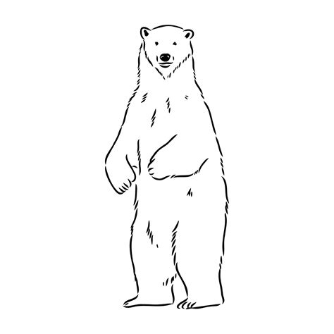 Polar Bear Vector Sketch 7307356 Vector Art At Vecteezy