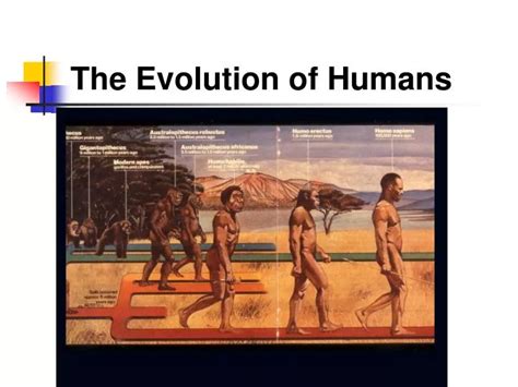 PPT - The Evolution of Humans PowerPoint Presentation, free download ...