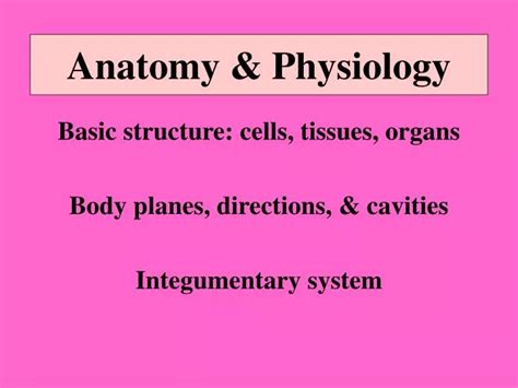 Ppt Anatomy And Physiology Powerpoint Presentation Free Download Id