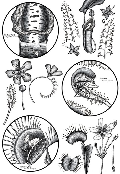 Carnivorous Plants And Methods Of Prey Capture Illustrating Nature 2021